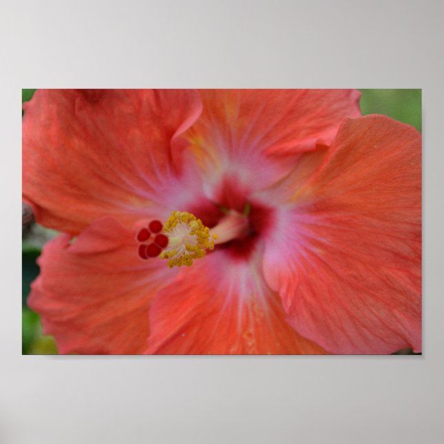 Orange Hibiscus poster (Front)