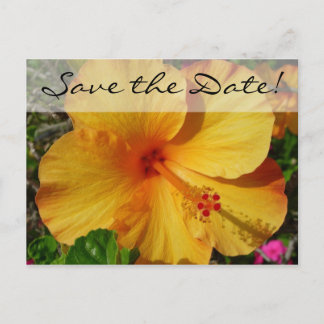 Orange Hibiscus * Save the Date Announcement Postcard