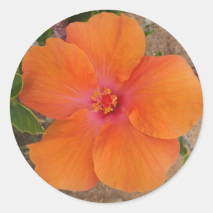 Orange Hibiscus stickers