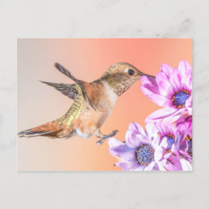 Orange Hummingbird & Purple Flowers Postcard