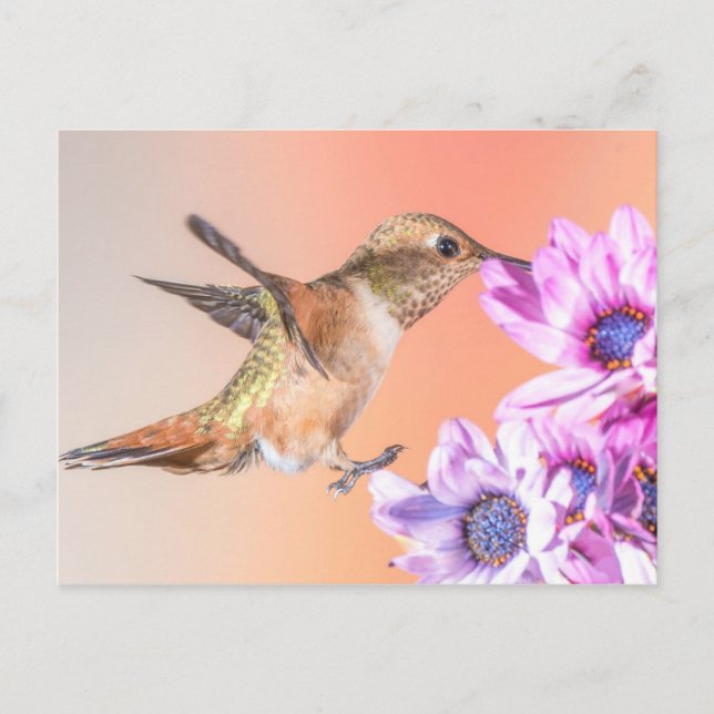 Orange Hummingbird & Purple Flowers Postcard (Front)