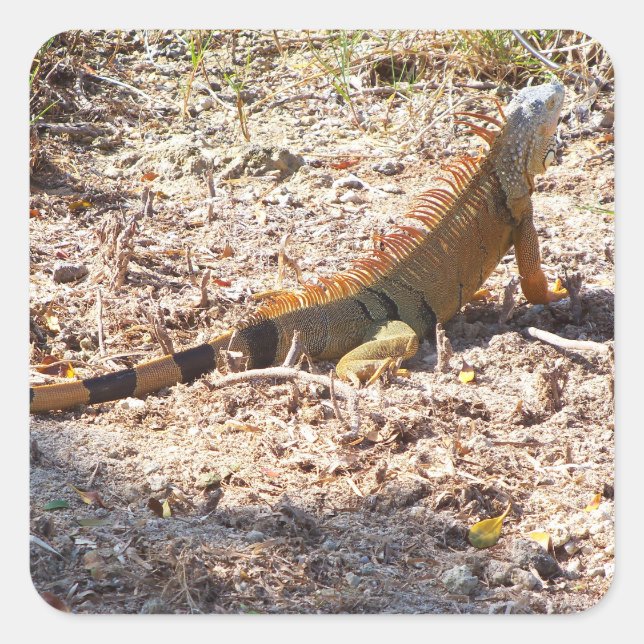 Orange Iguana hunts Square Sticker (Front)