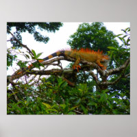 Orange Iguana