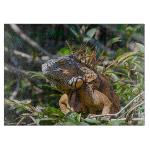 Orange Iguana, Wildlife Lizard Photography Cutting Board