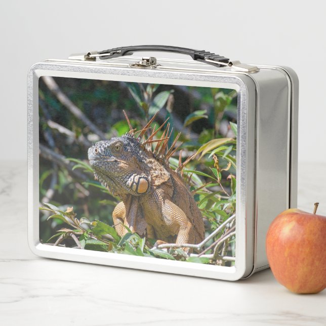 Orange Iguana, Wildlife Lizard Photography Metal Lunch Box (In Situ)
