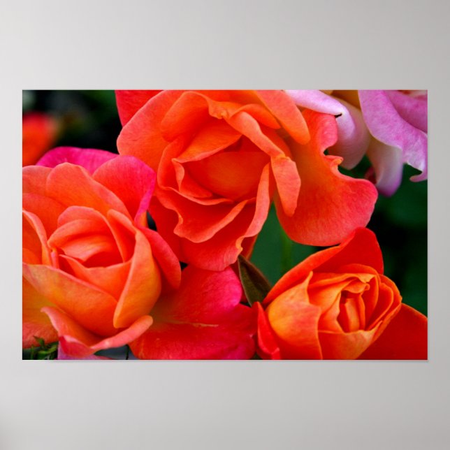 Orange in Bunches Poster (Front)