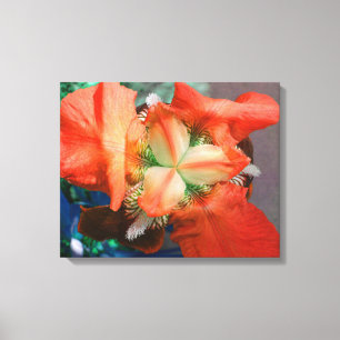 Orange Iris Canvas Print