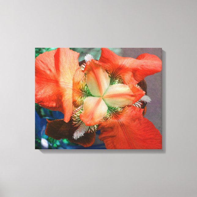 Orange Iris Canvas Print (Front)