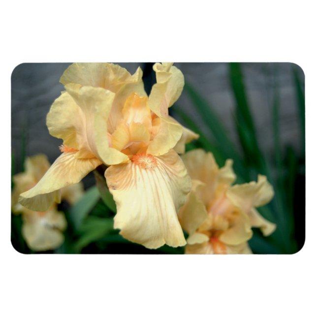 Orange Irises in a Summer Garden Magnet (Horizontal)
