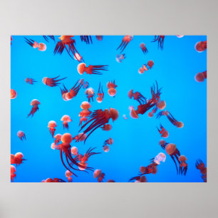 ORANGE JELLY FISH POSTER