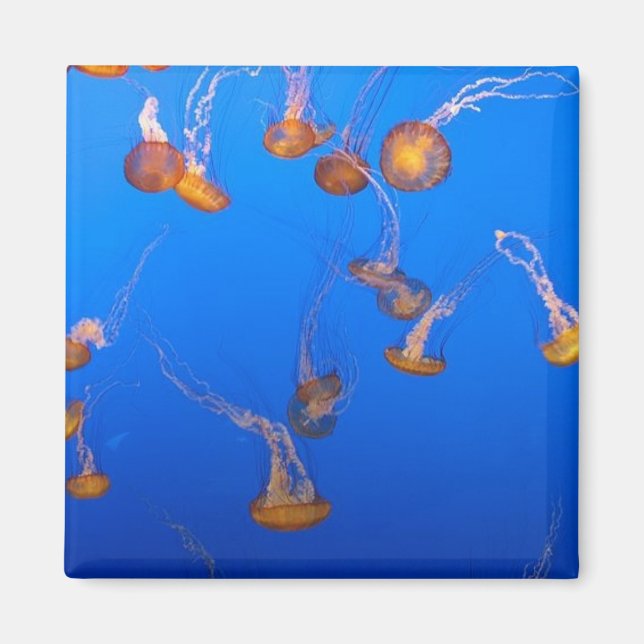 Orange Jellyfish Magnet (Front)
