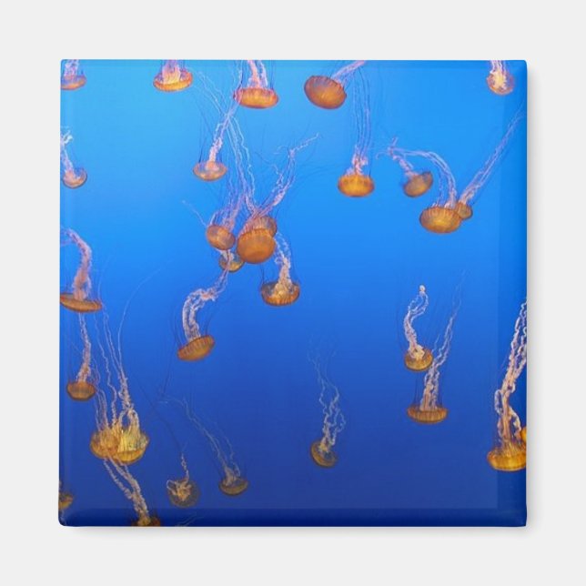 Orange Jellyfish Magnet (Front)