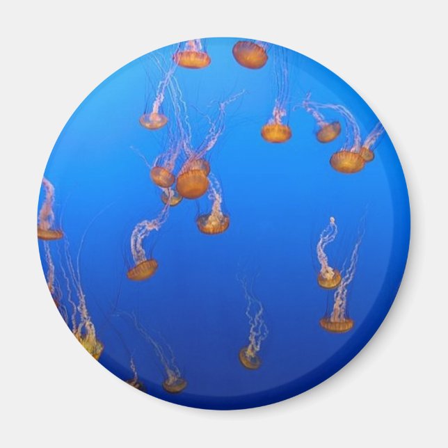 Orange Jellyfish Magnet (Front)