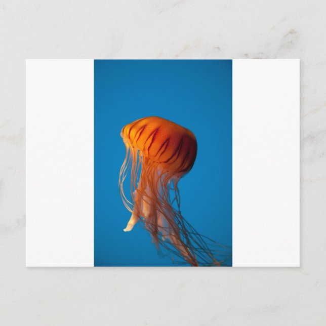 Orange Jellyfish Postcard (Front)