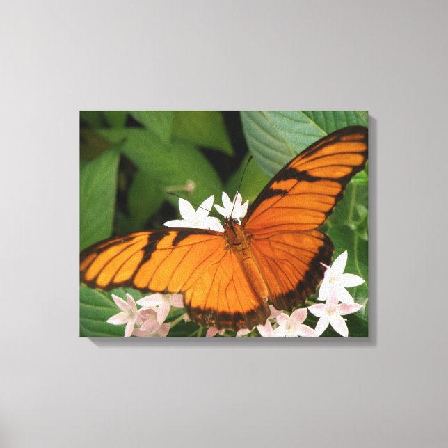 Orange Julia Butterfly Canvas Print (Front)