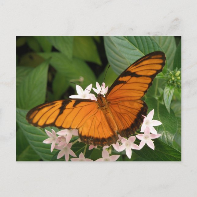 Orange Julia Butterfly Postcard (Front)