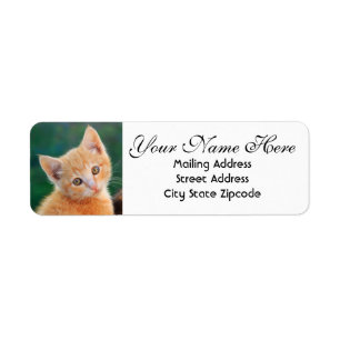 Orange Kitten Return Address