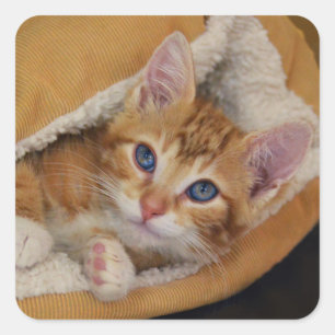 Orange Kitten Tucked Into Bed Square Sticker
