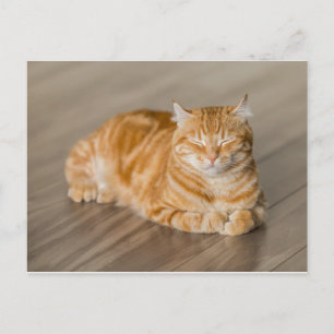 Orange Kitty Postcard