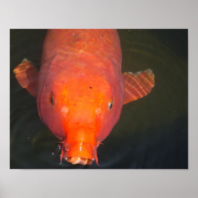 Orange Koi fish Poster (Front)