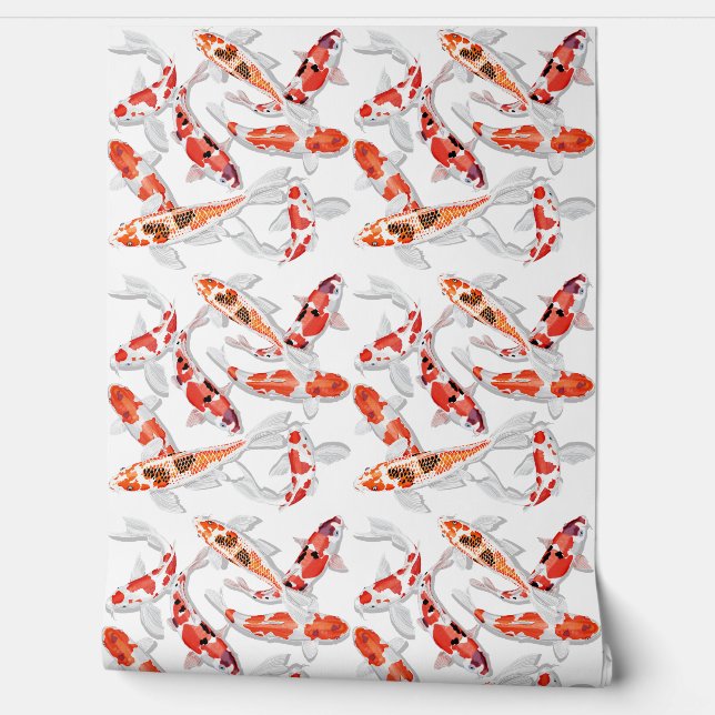 Orange Koi fish  Wallpaper (Unrolling)