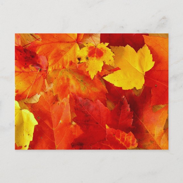 Orange Leaf Fall Photography Postcard (Front)