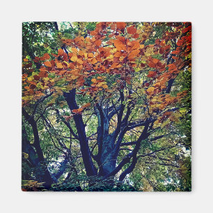 Orange leaves magnet