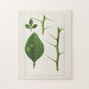 Orange Leaves (Poncirus Trifoliata) Painting Jigsaw Puzzle