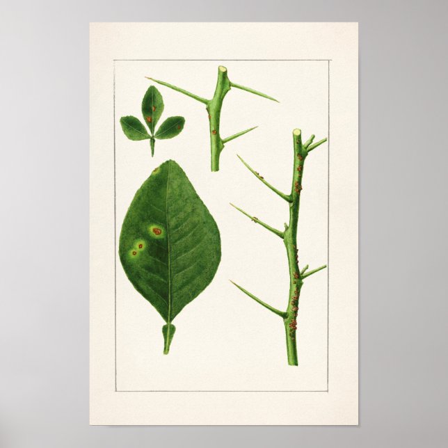 Orange Leaves (Poncirus Trifoliata) Painting Poster (Front)