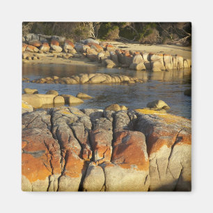 Orange Lichen on Rocks, Binalong Bay, Bay of Magnet