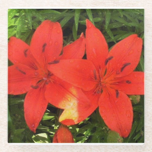 Orange Lilies Glass Coaster (Front)