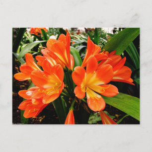 Orange Lillies Flowers @ Funchal, Portugal Postcard