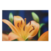 Orange Lilly Flower Blossom