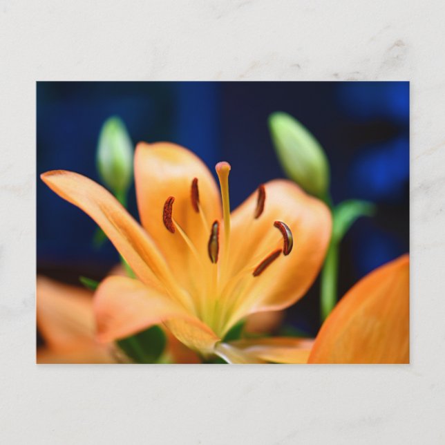 Orange Lilly Flower Blossom Postcard (Front)