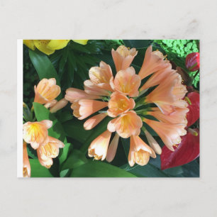 Orange Lilly Postcard