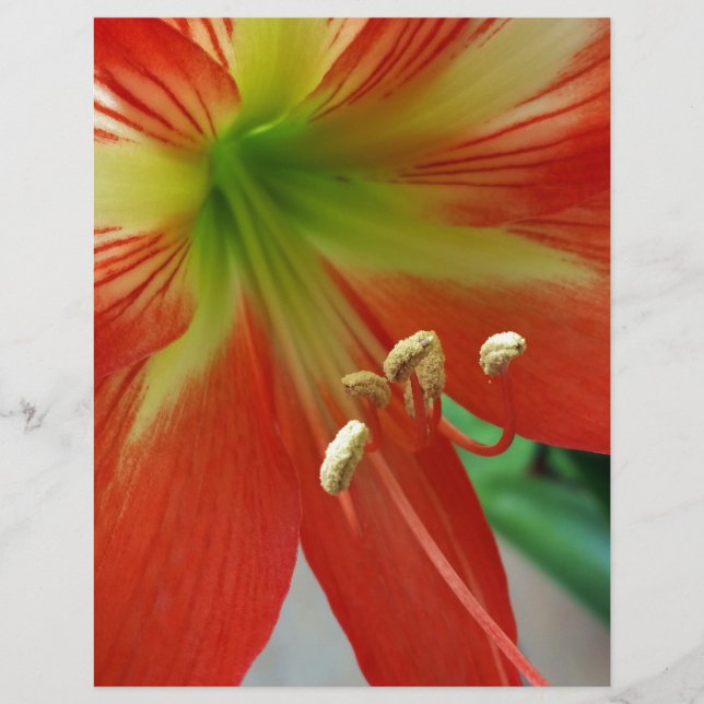 orange lily (Front)
