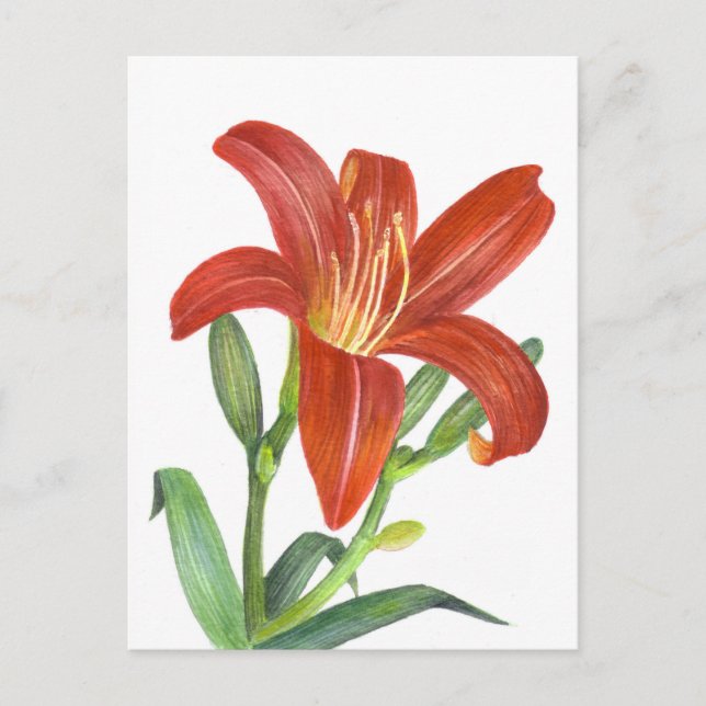 Orange Lily Botanical Illustration Postcard (Front)