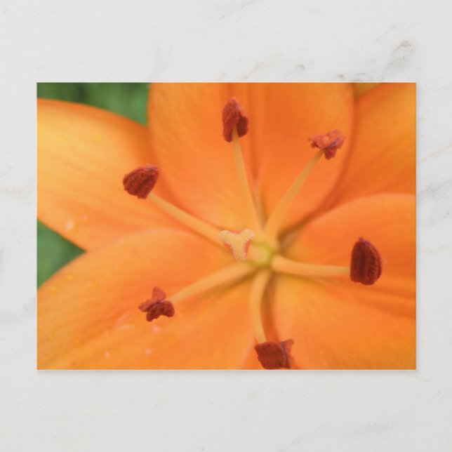 Orange Lily Floral Postcard (Front)
