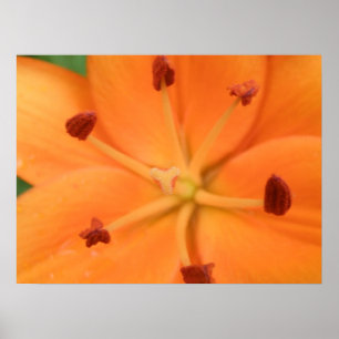Orange Lily Floral Print
