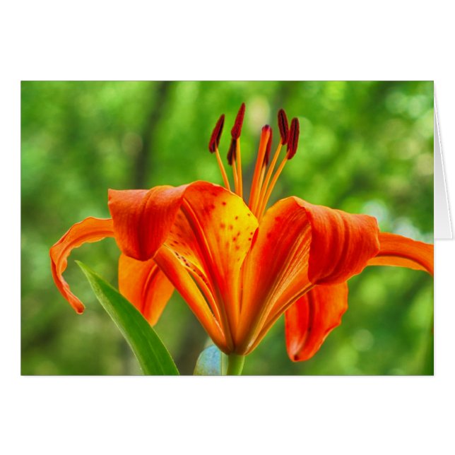 Orange Lily Flower (Front Horizontal)