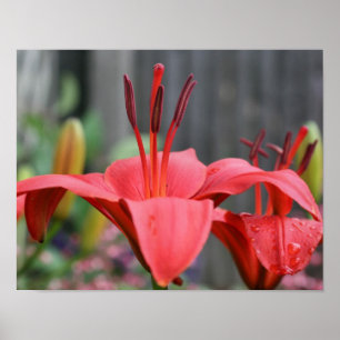 Orange Lily Flower Close Up Poster