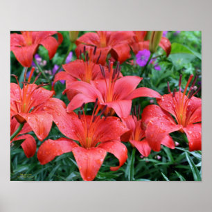 Orange Lily Flower Garden  Poster