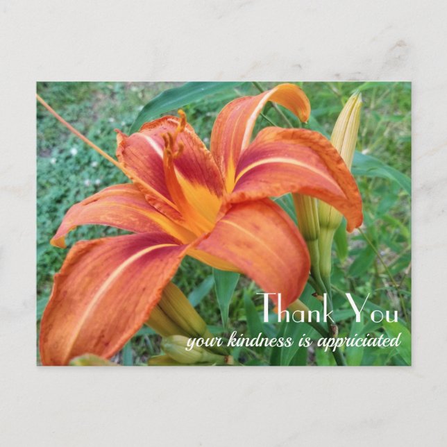 Orange Lily Flower Gift Thank You  Postcard (Front)
