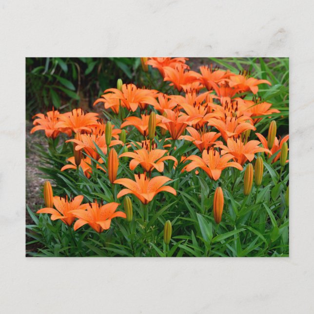 Orange Lily Flowers Postcard (Front)