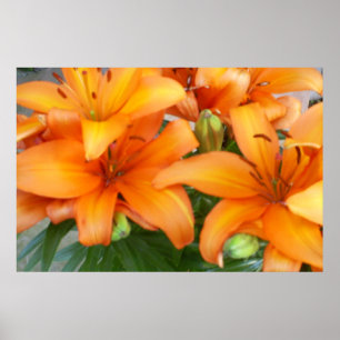 Orange Lily Flowers Poster