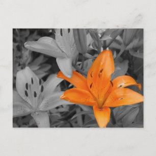 Orange Lily Hand-Colored Postcard