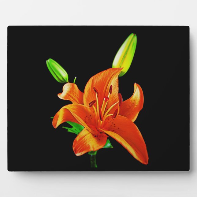 Orange Lily On Black Plaque (Front)