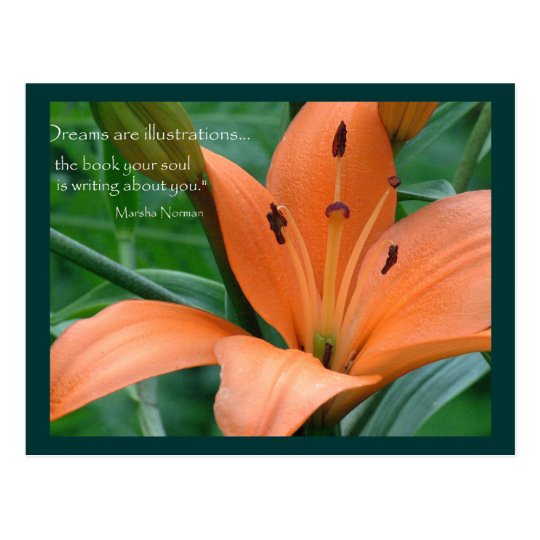 Orange Lily Postcard