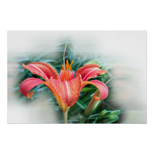 orange lily poster