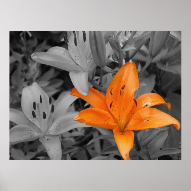 Orange Lily Poster (Front)